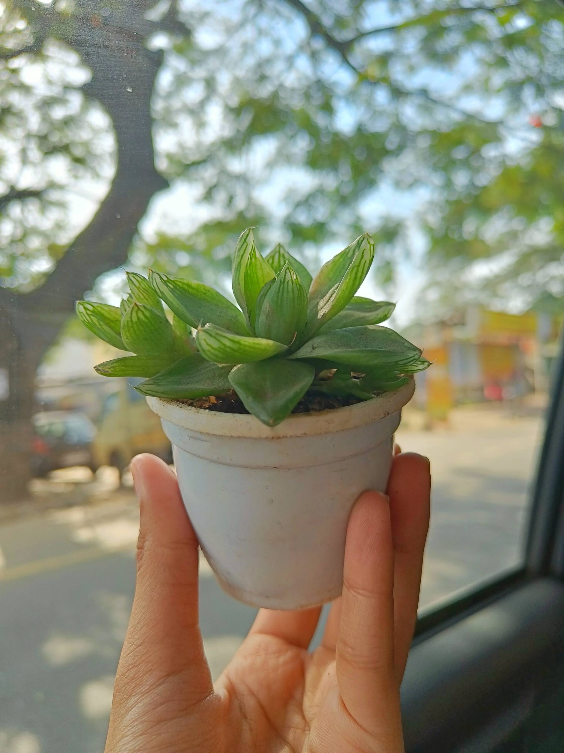 Plant Magnet - Hoya Obovata - Houseplant Décor & Gift for Hoya Lover – Leaf  & Node